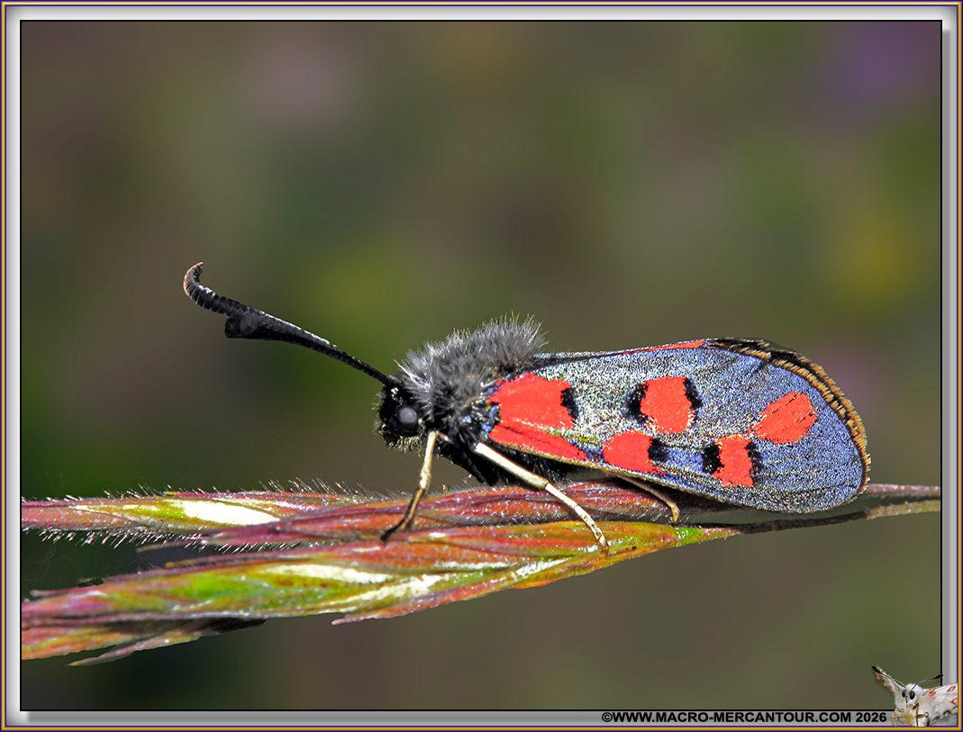 Zyg&egrave;nes